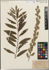 Foto von Salix humilis Marshall x Salix sericea Marshall